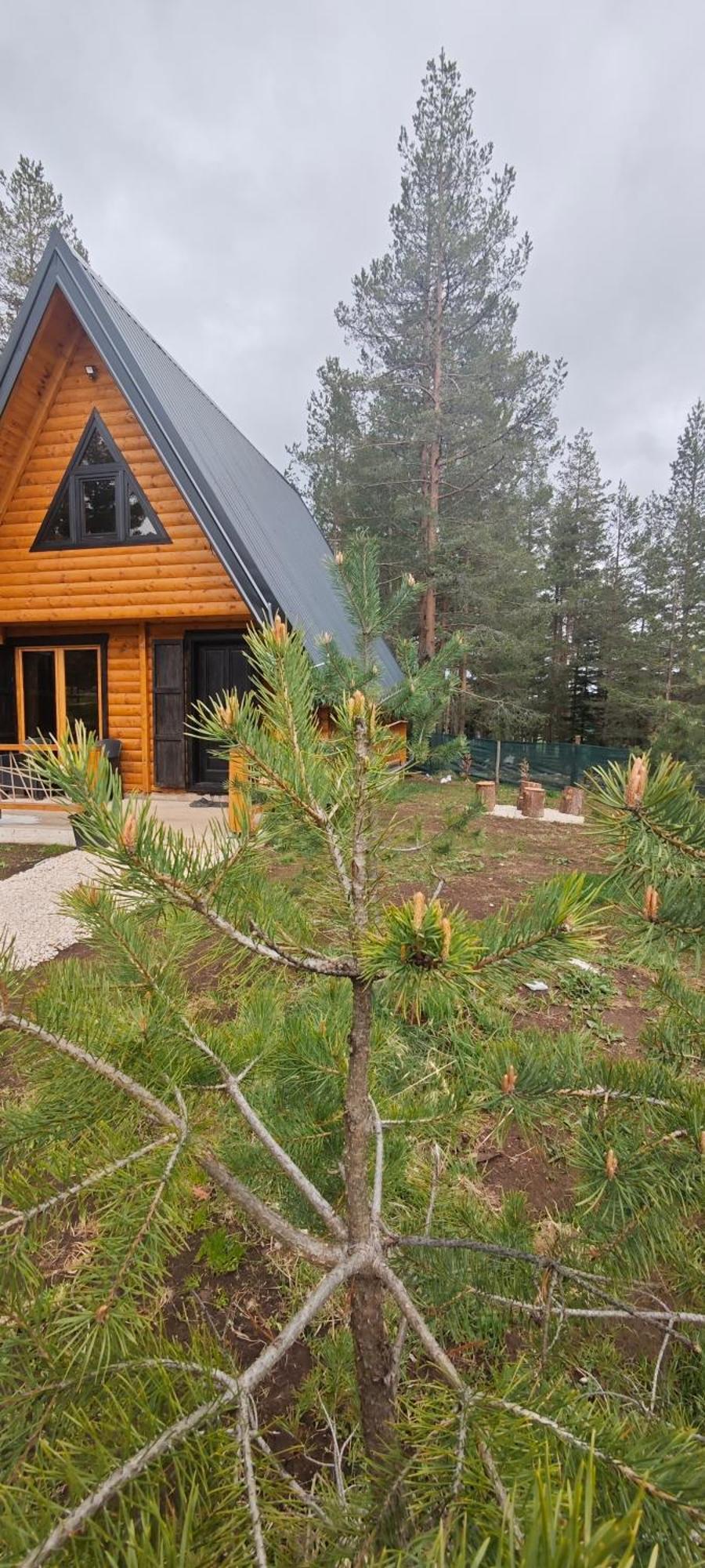 Pine Forest-White Žabljak Exterior foto